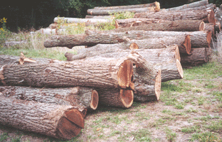 Walnut logs as they lay on the ground waiting their turn.